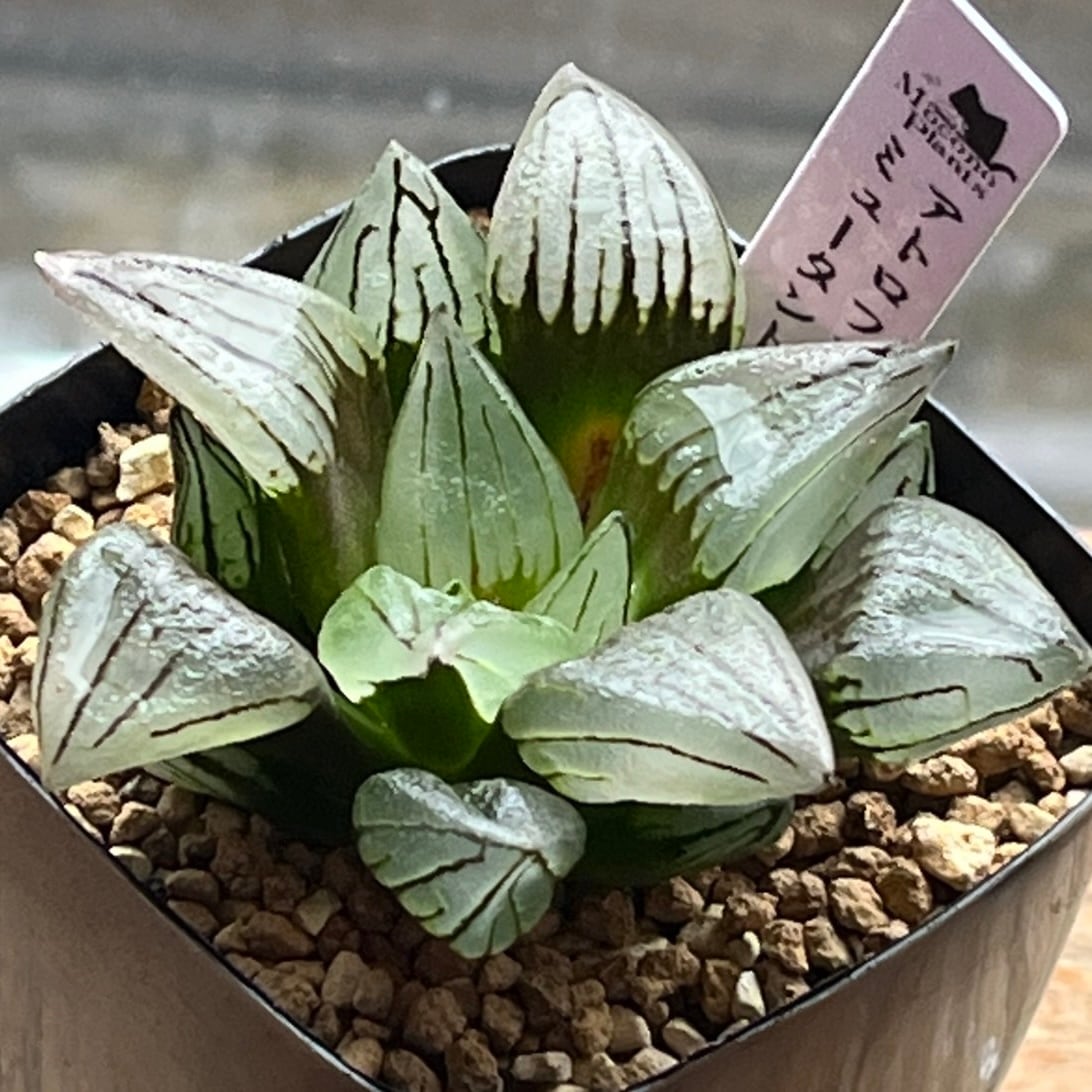 ハオルチア 雫石錦 | mocono_plants