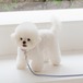 予約【stroll】Rope Leash Slim (MarinBlue)