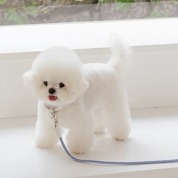 予約【stroll】Rope Leash Slim (MarinBlue)