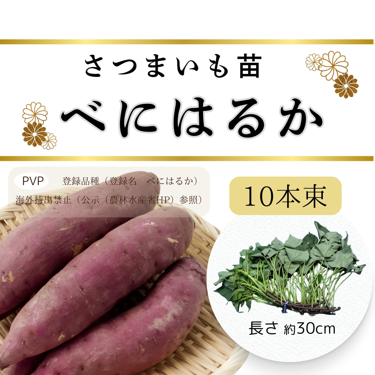 ちくお様500本5月10日頃茨城県産紅はるかさつまいも苗