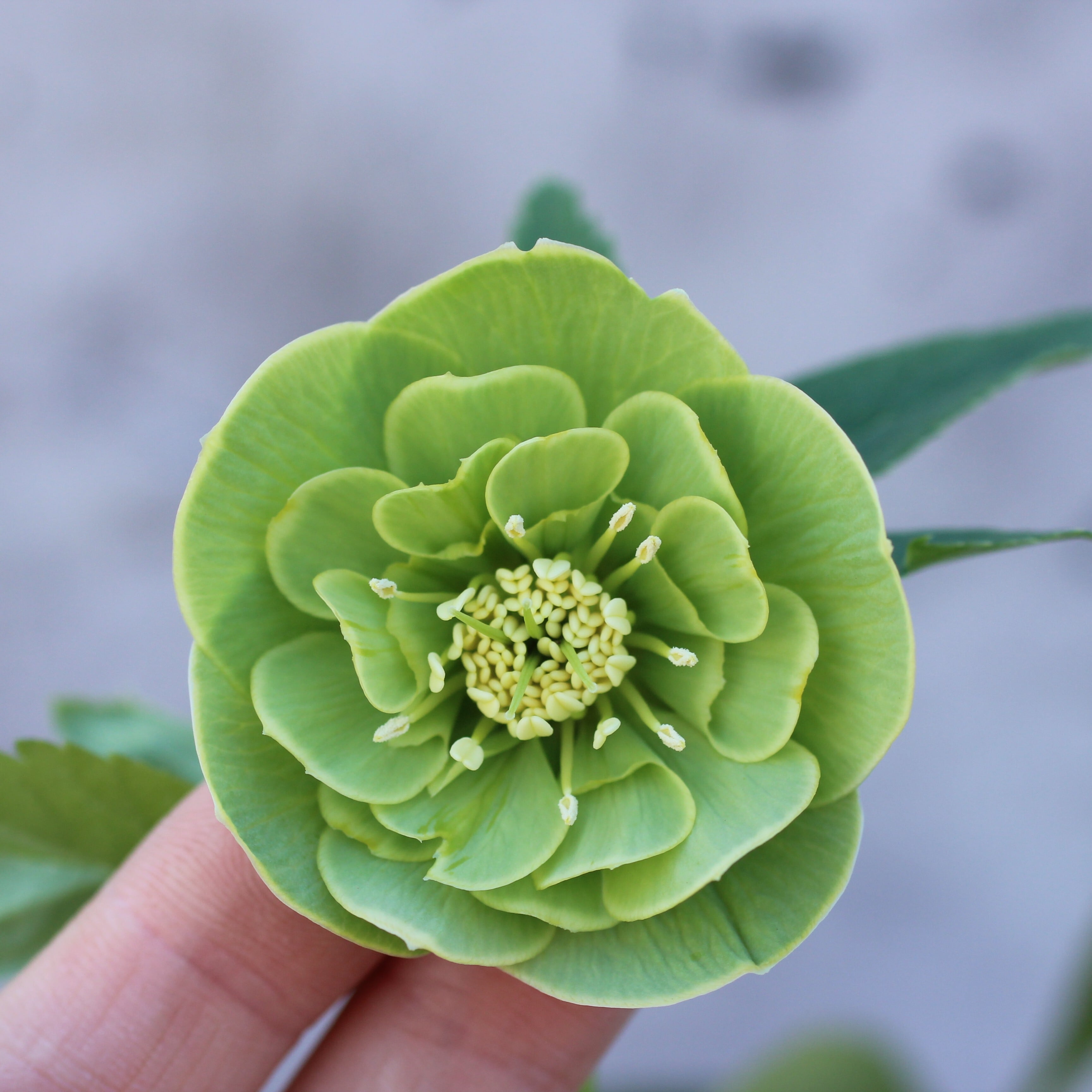 WS26-016 クリスマスローズ ウィンターシンフォニー グリーン筒状