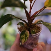 フィロデンドロン・レッドコンゴ / Philodendron Red Congo⑤