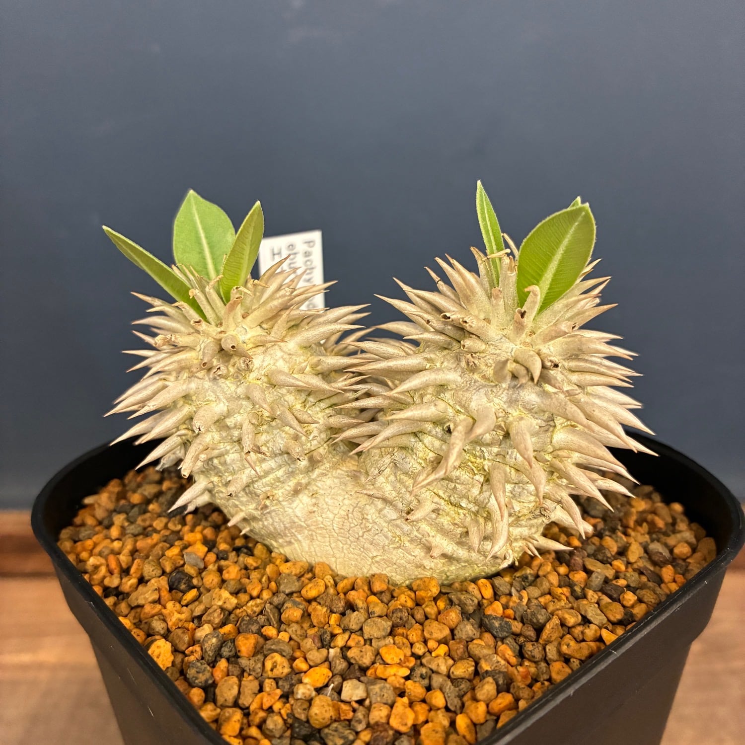 新着3日限定10%OFF】パキポディウム エブレネウム【705】 | PROTOLEAF
