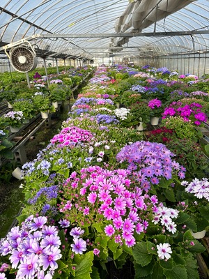 サイネリア「ティア・クィーン」～女王の涙～皿付き