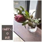 fika8さんのお花