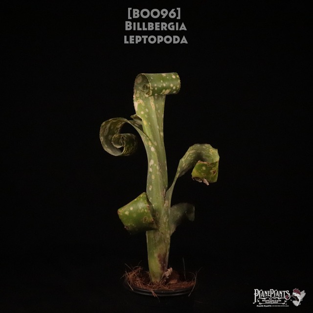 【送料無料】Billbergia leptopoda〔ビルベルギア〕現品発送B0059