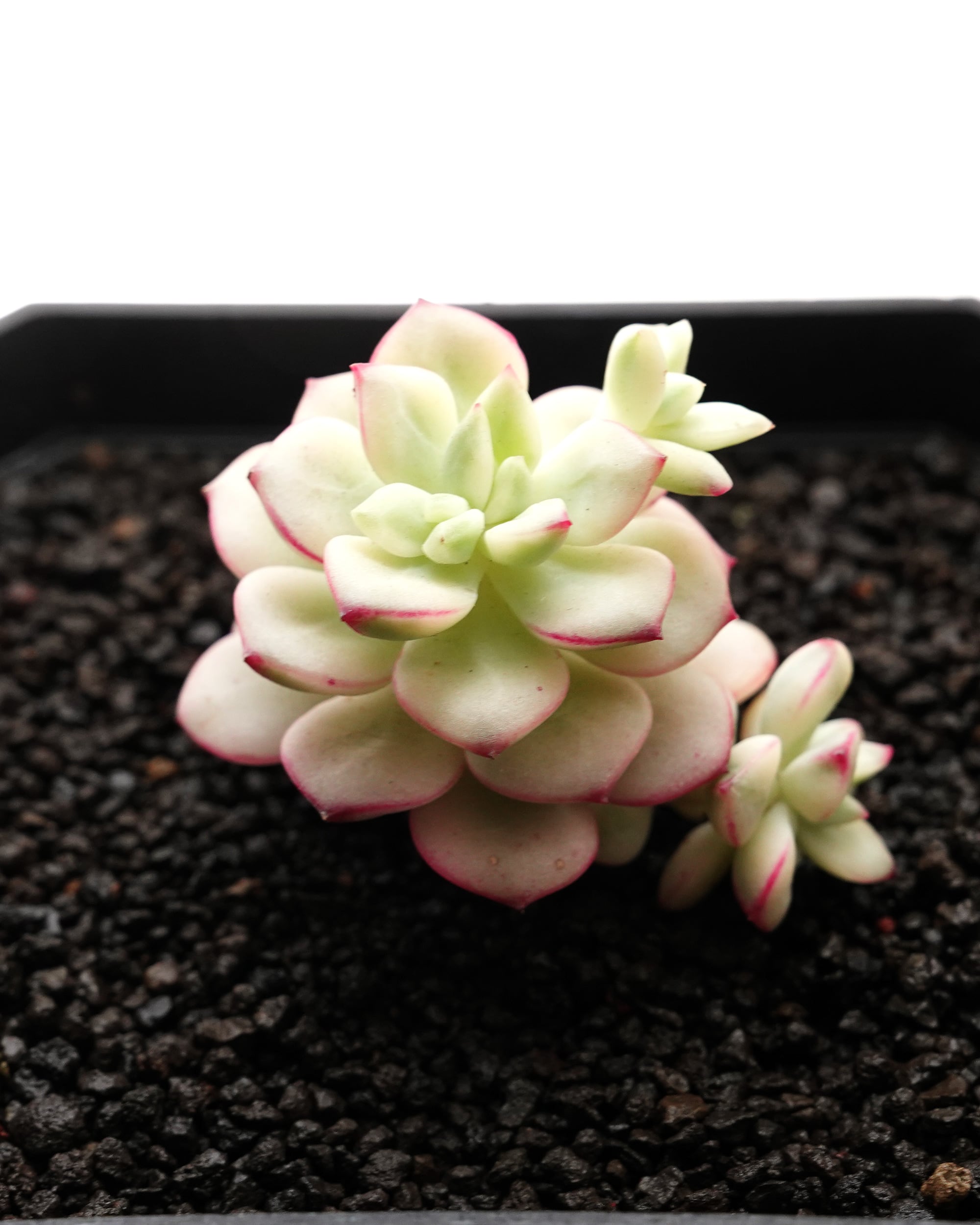 カット苗 タンゴ錦 Echeveria 'Tango' Variegated | PUKUBOOK SUCCULENTS