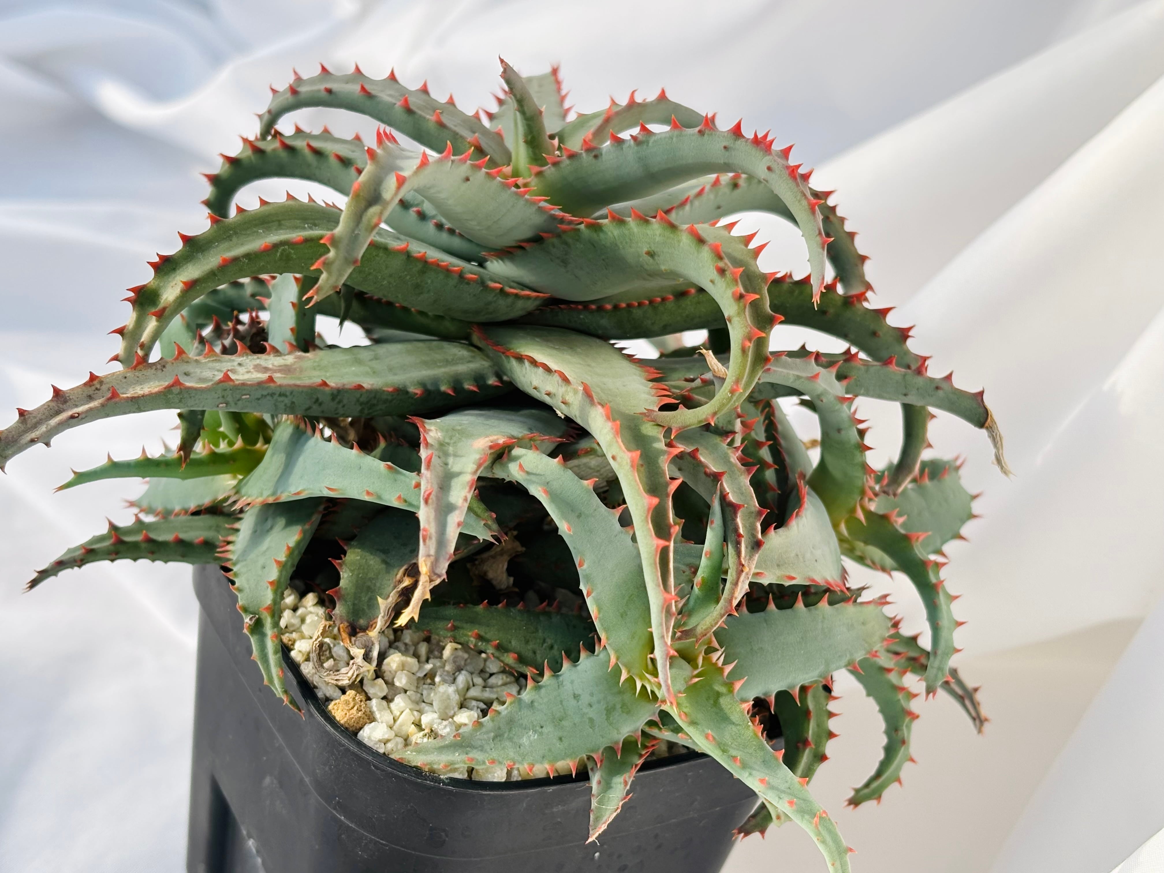 Aloe hybrid アロエ ハイブリッド 多肉植物 | plants MARU ーサボテン