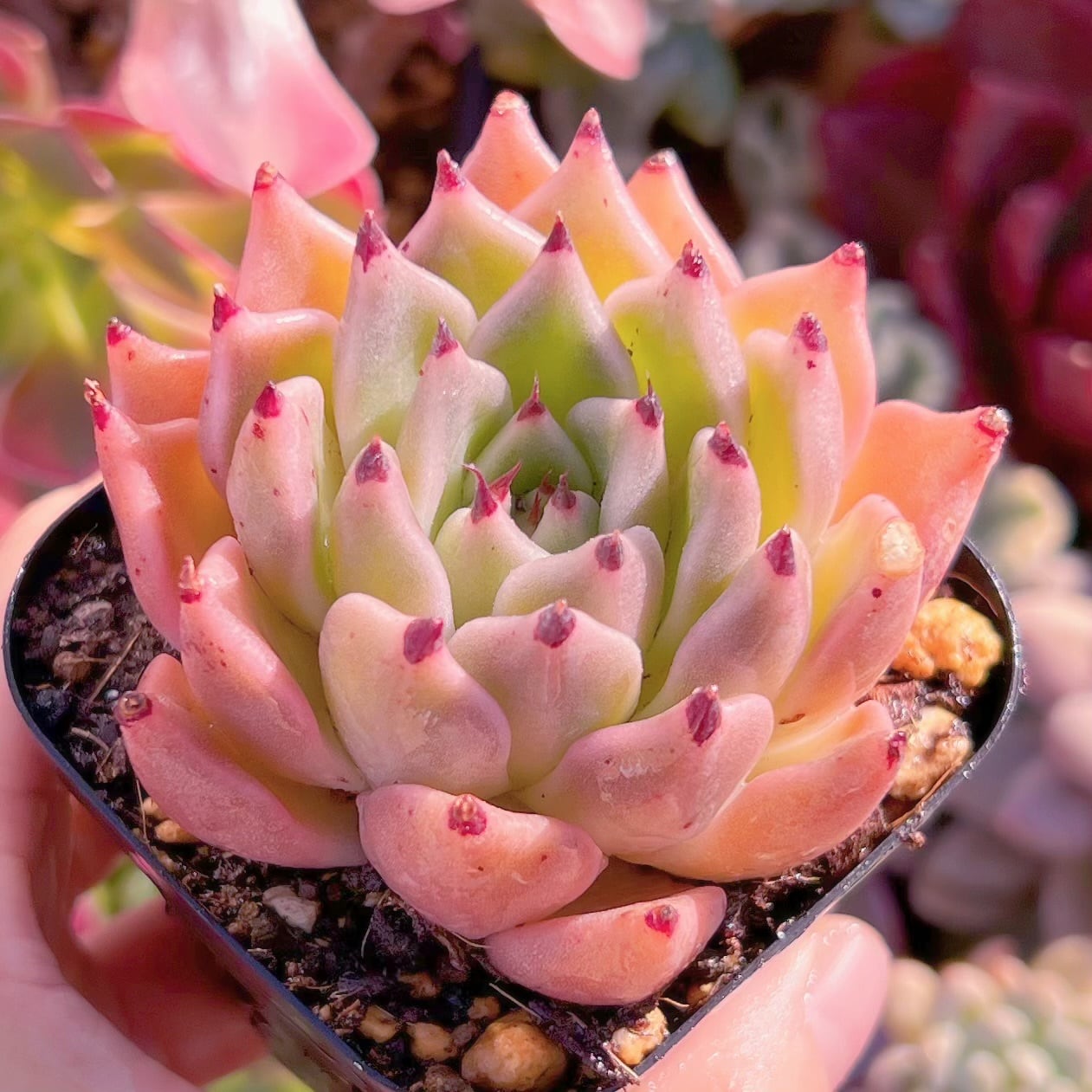 現品　アフラダイティ#A60　るる農園