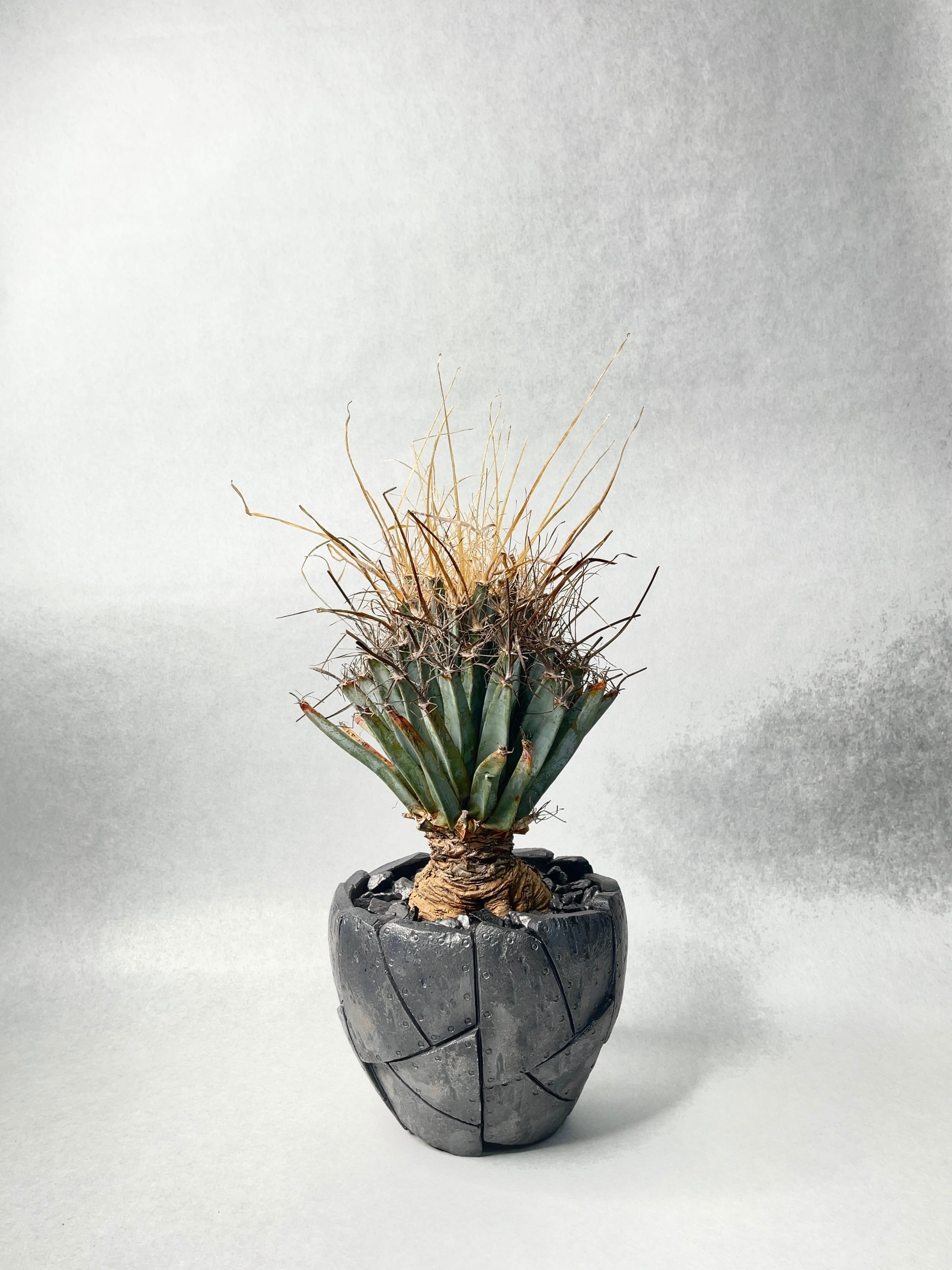 レウクテンベルギア　晃山 レウクテンベルギア・プリンキピス（晃山）の基本情報・育て方