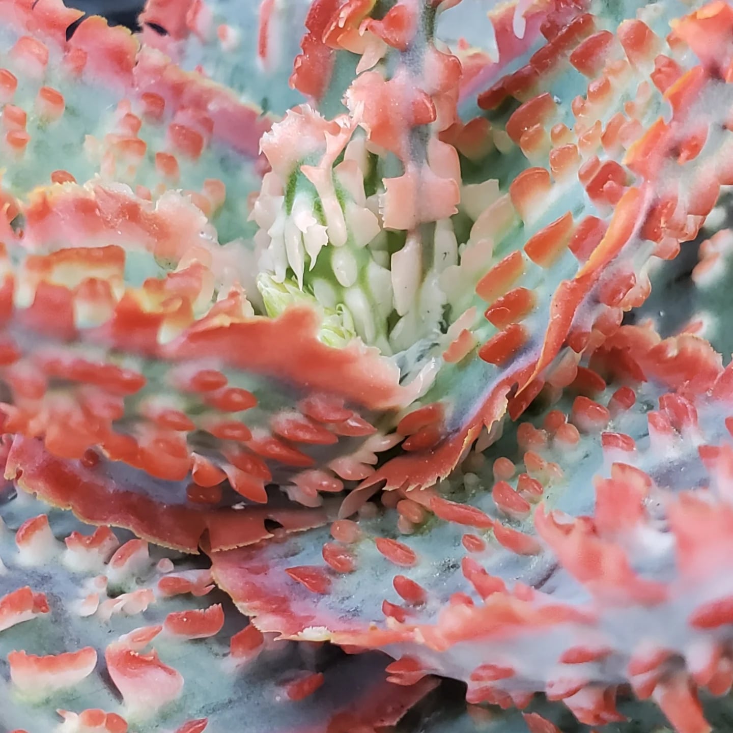 F00385_Aloe Hybrid：アロエ・ハイブリッド（子株） | レアプランツ
