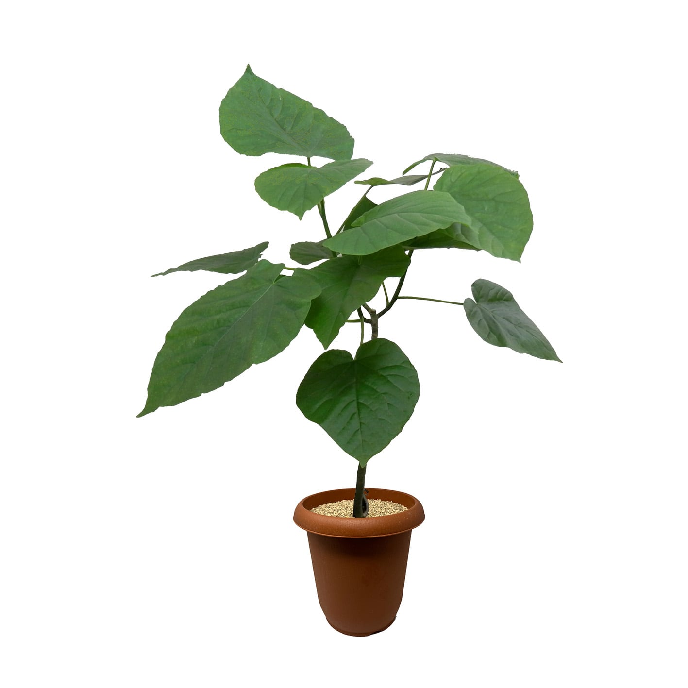 フィカス ウンベラータ 5号 | PROTOLEAF プロトリーフ