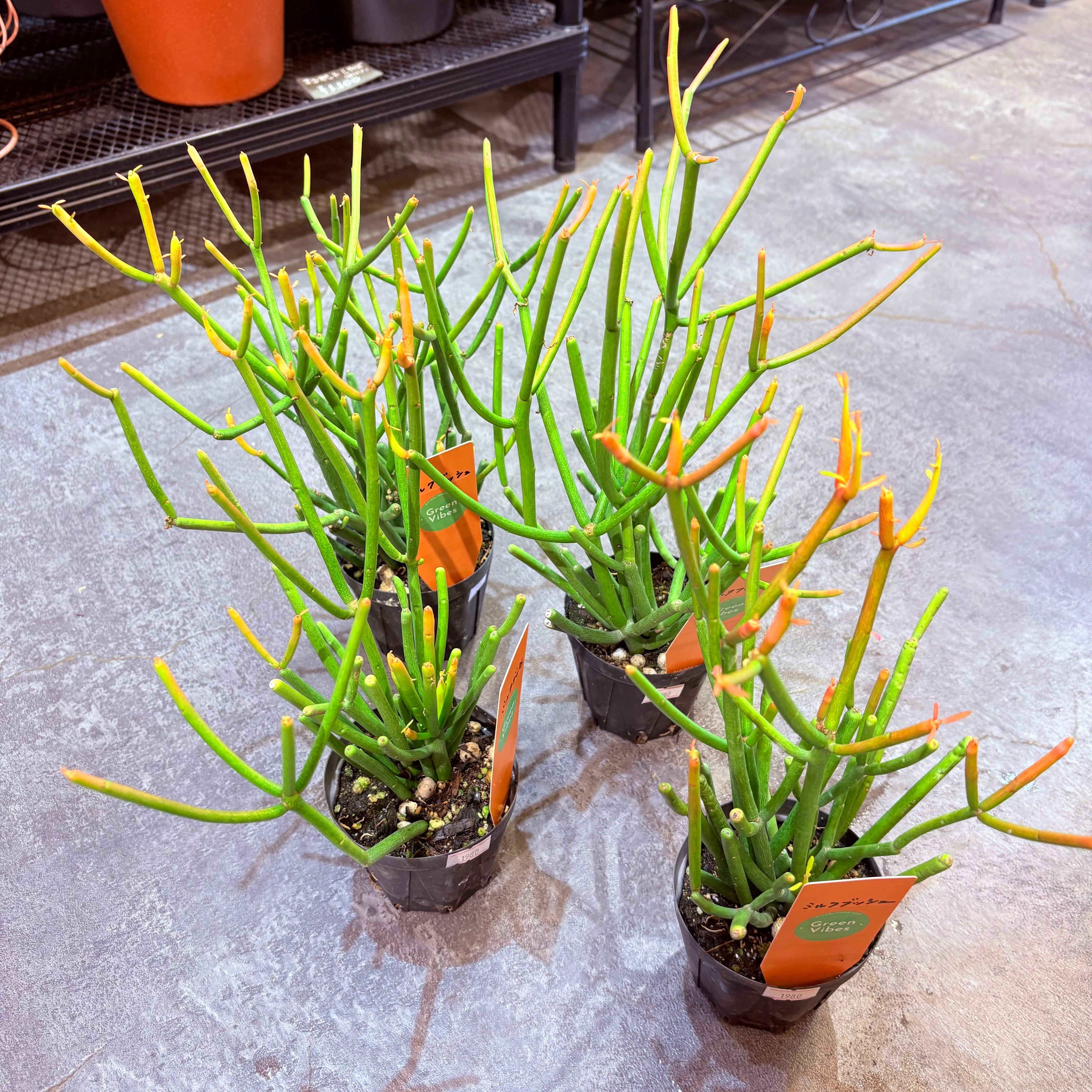 ミルクブッシュ 3号 | Green Vibes 宇都宮市の観葉植物専門店