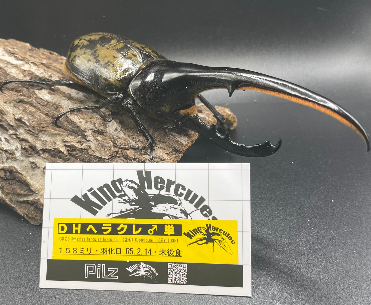 即ブリ《ヘラクレス・ヘラクレス 158mm ペア》