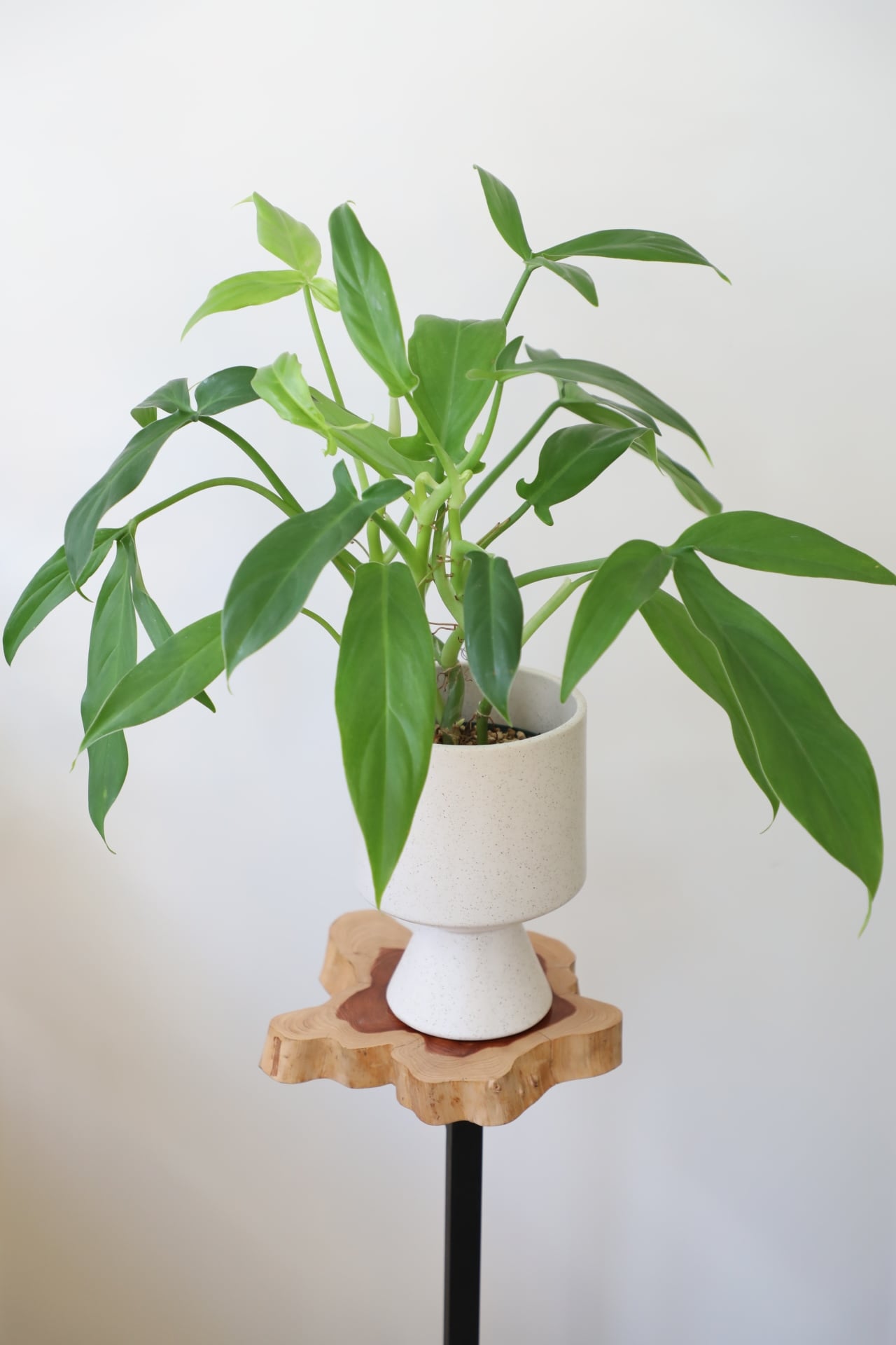 M】フィロデンドロン トリパルティクム/Philodendron ※陶器鉢