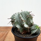 Euphorbia hyb. horrida【ユーフォルビア・玉型白ホリダ】
