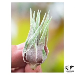 Tillandsia sprengeliana From RFI