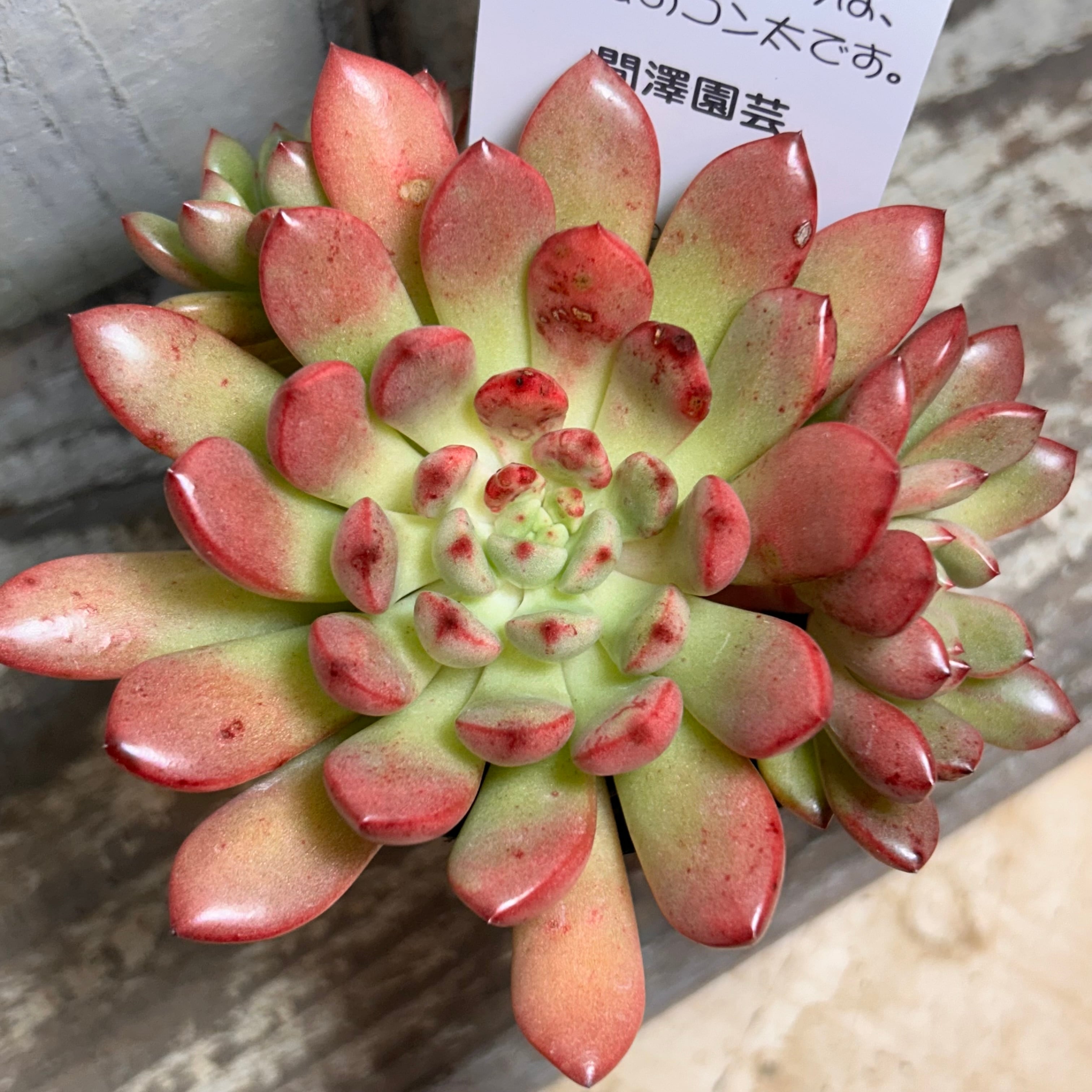 上海ローズ センペルビューム | RuPo 多肉植物専門店