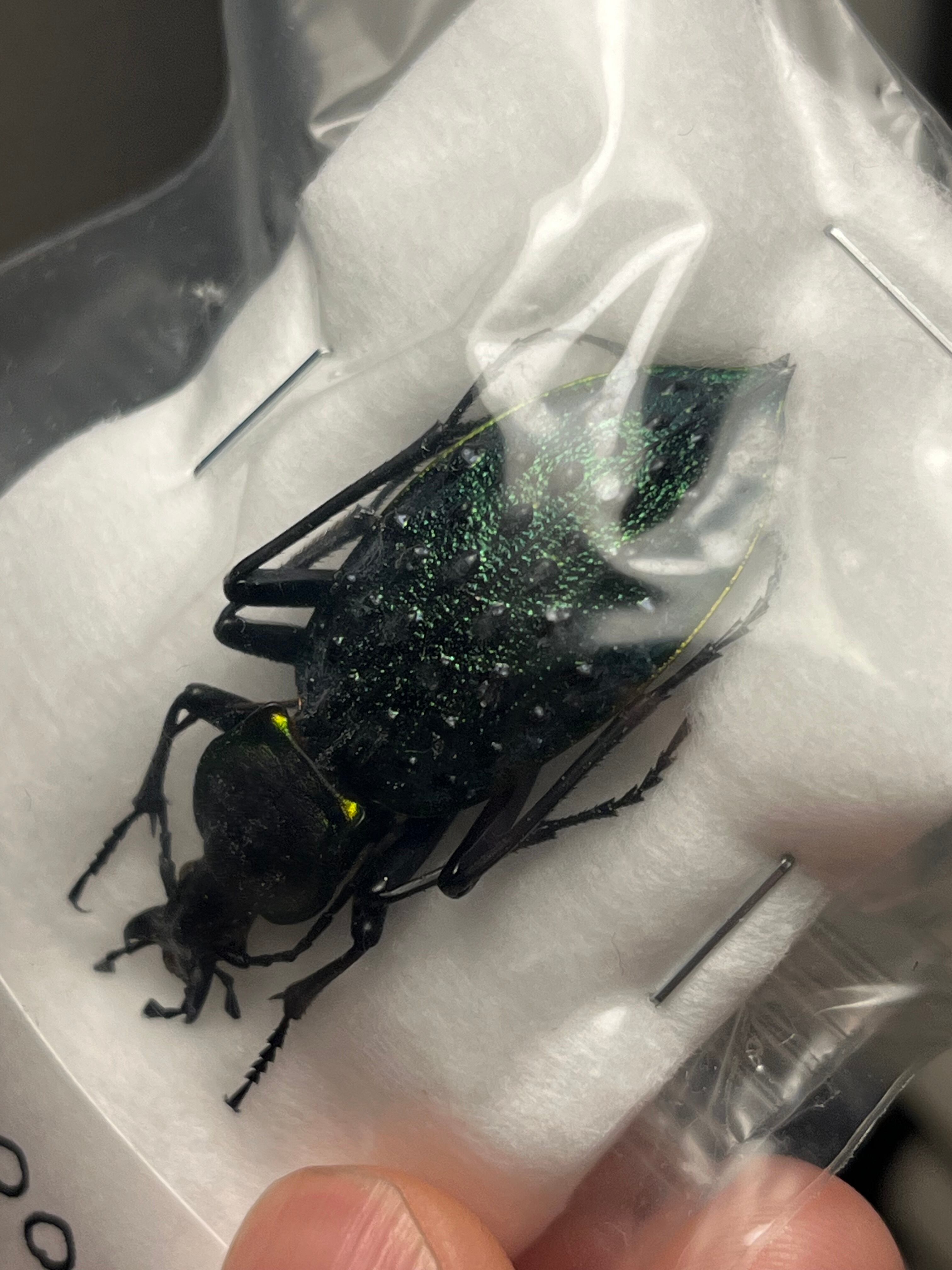 【45mm】テイオウカブリモドキ　 オサムシ標本 オサムシ マイマイカブリ ハン 45mm】テイオウカブリモドキ オサムシ標本 オサムシ マイマイカブリ