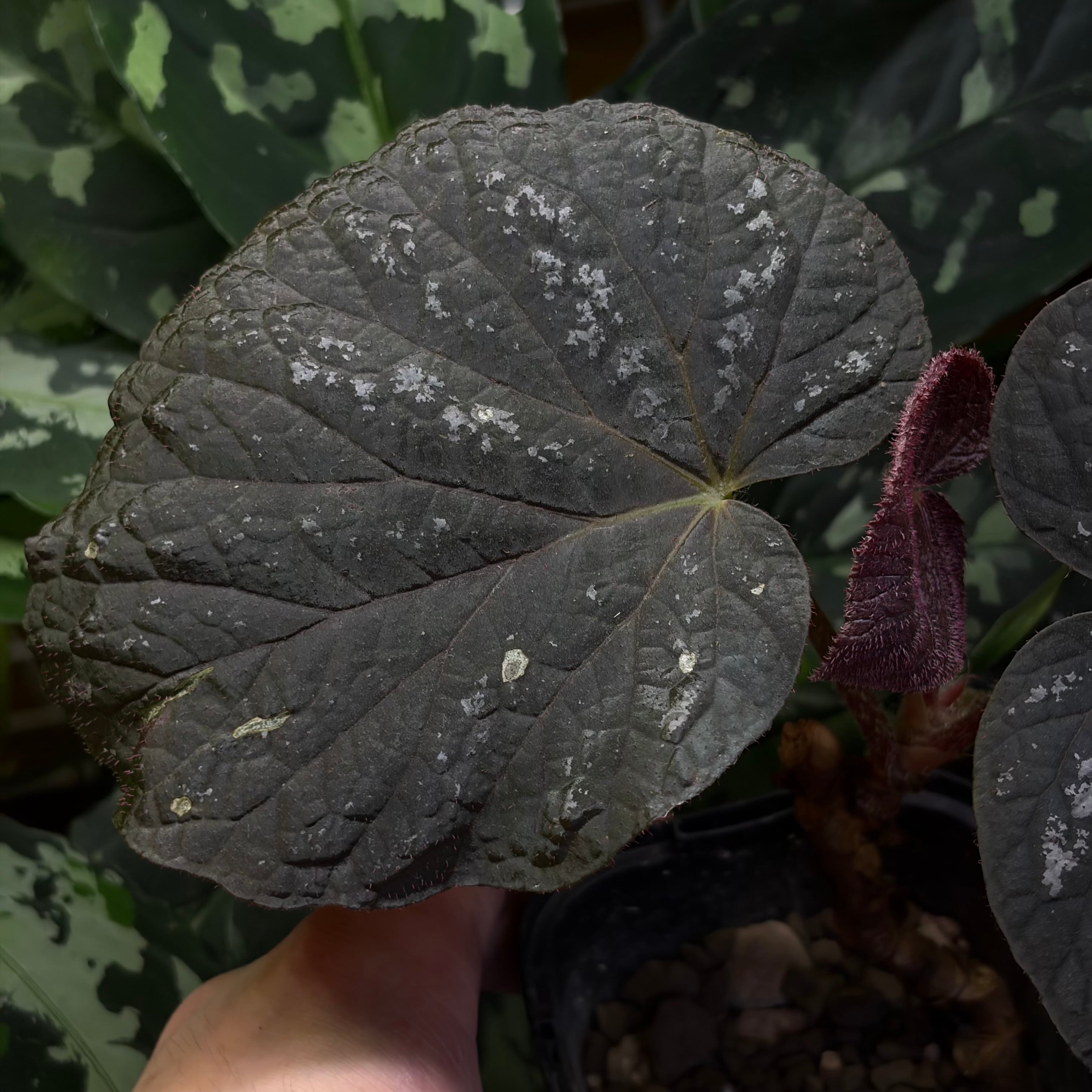 Begonia sp. Thailand Black 原種ベゴニア | 熱帯雨林植物専門店 トイ
