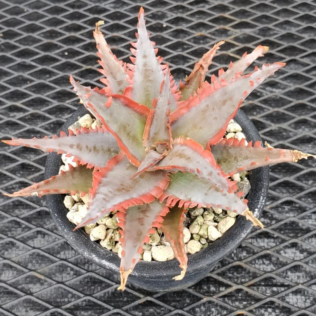 F00384_Aloe Hybrid（TCT）：アロエ・ハイブリッド（子株） | レア