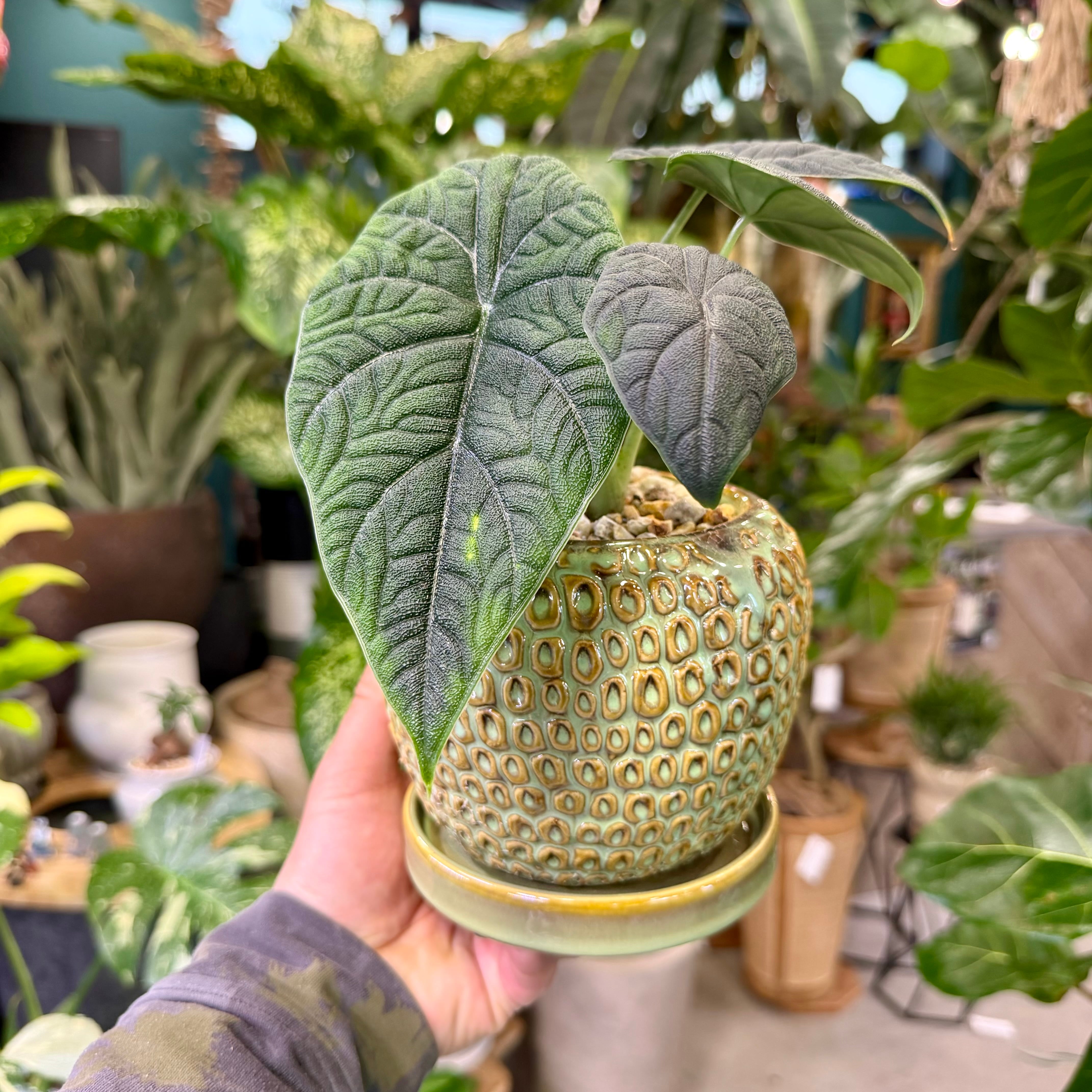 アロカシア・メロ | barrelplants_BONSAI