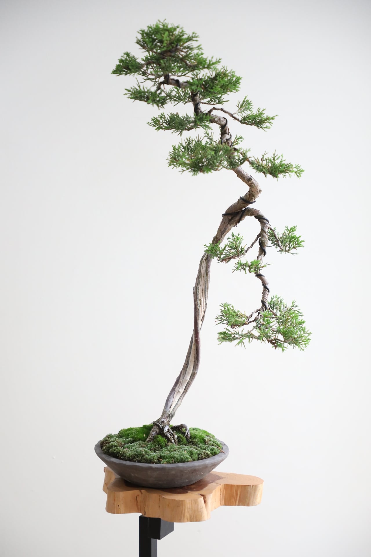 M】糸魚川真柏 盆栽 ※推定樹齢30年/Juniper Shimpaku | 【厳選植物・器