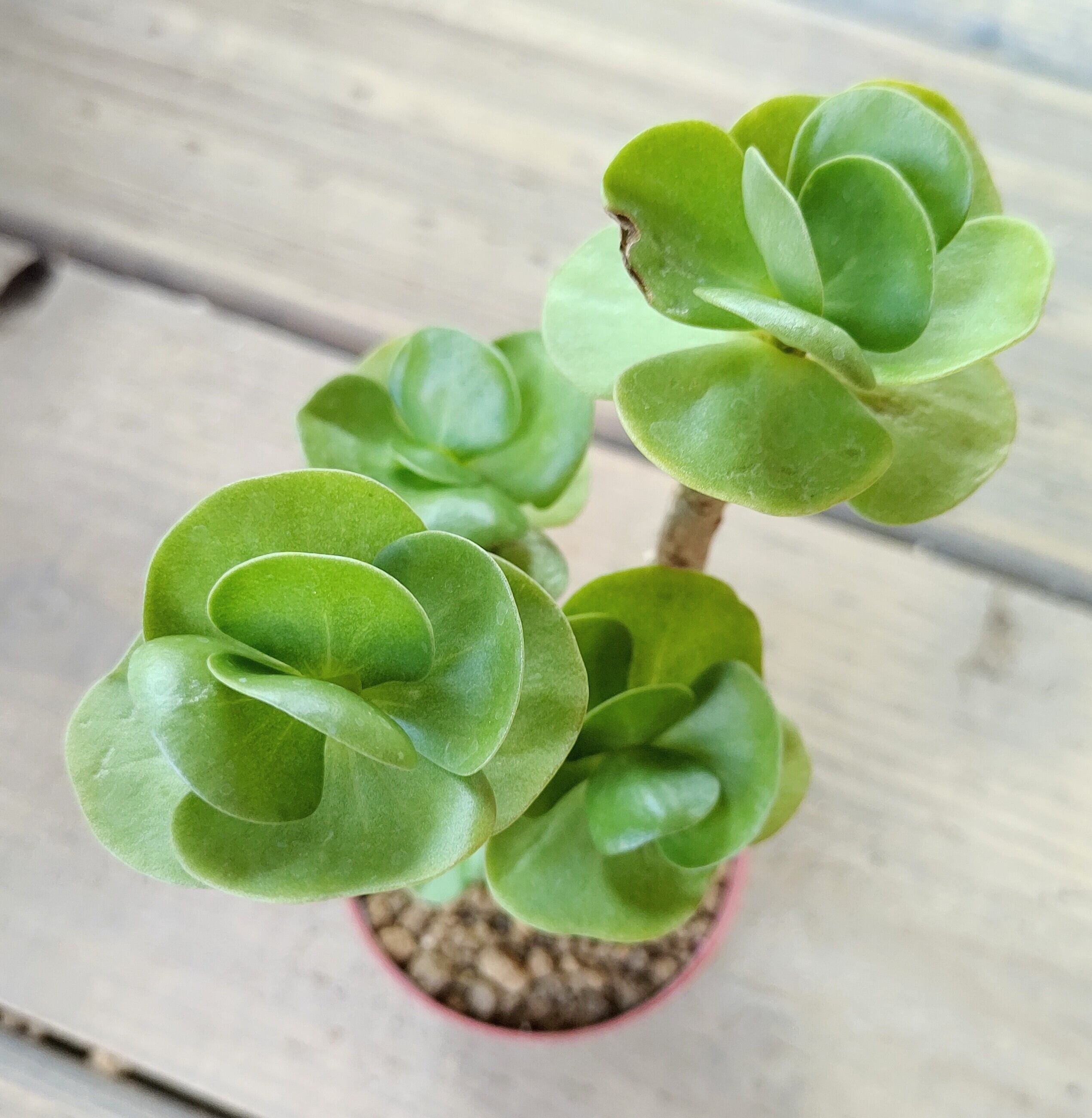 モロキニエンシス | RuPo 多肉植物専門店