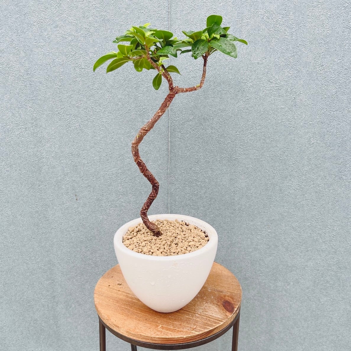現品］【希少】E オリーブ アスコラーナ 8号 観葉植物 レア ベランダ