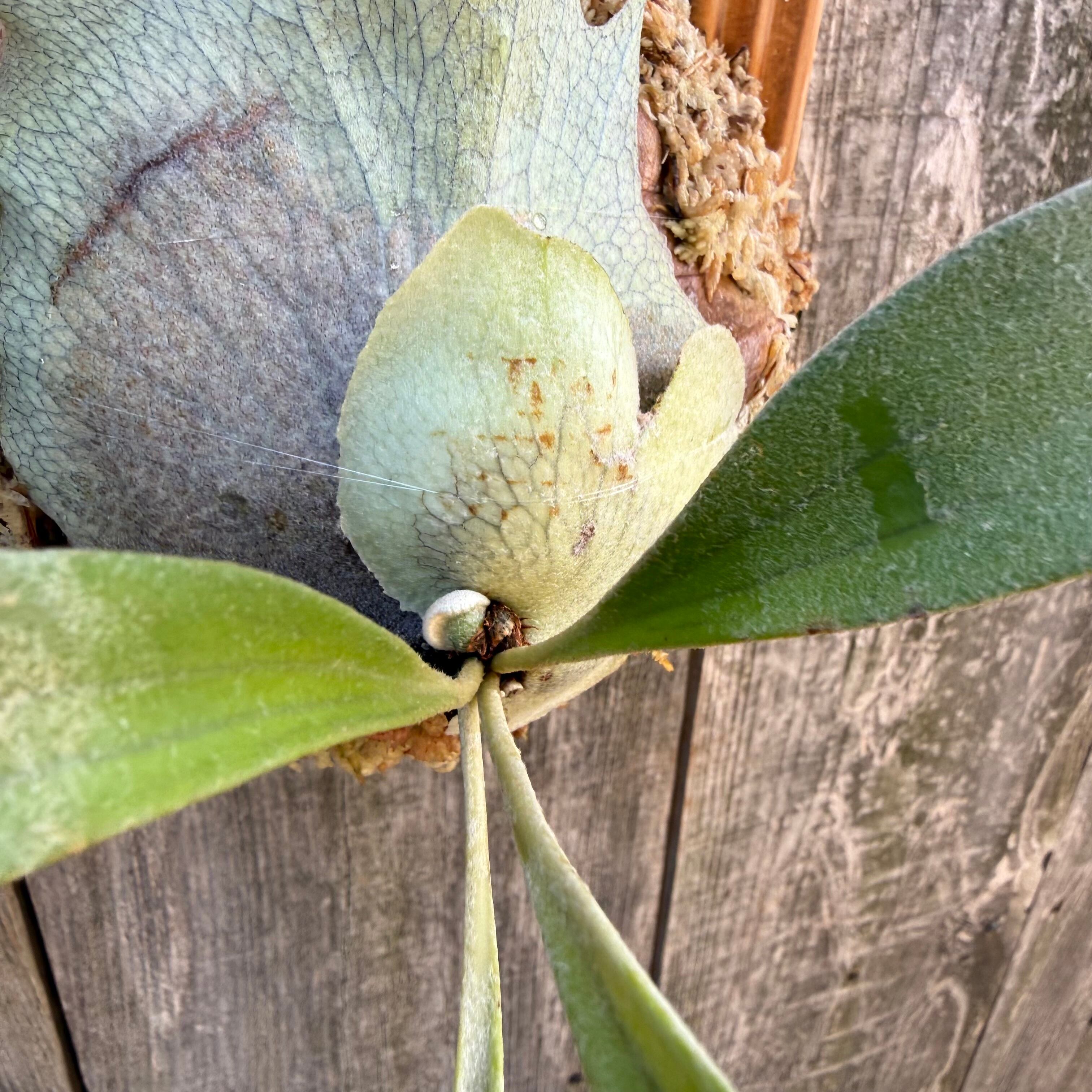 P. Rydeen spore | naturefix