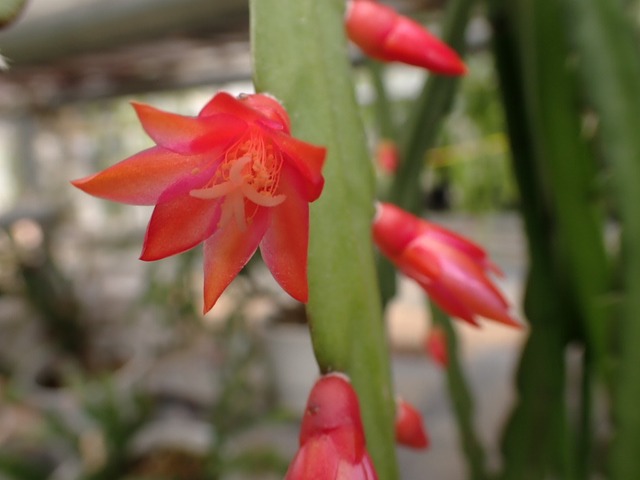 Pfeiffera asuntapatensis　鉢直径１１．５ｃｍ　吊り鉢