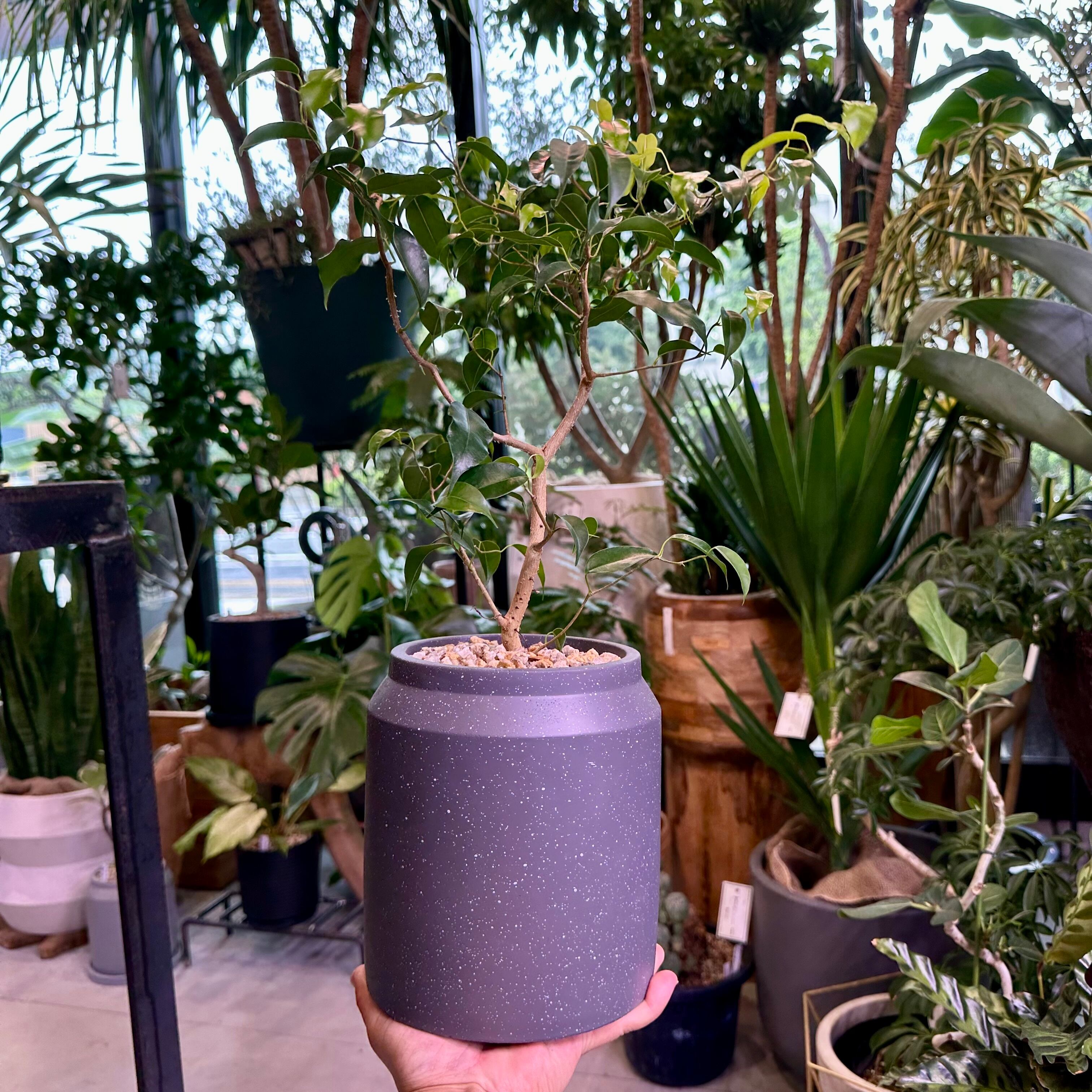 フィカス・ウィアンディ | barrelplants_BONSAI