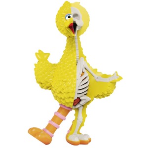 Sesame Street - Anatomical Big Bird by Jason Freeny