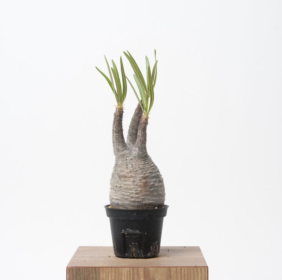 グラキリス6 パキポディウム グラキリス no. 6〈発根済み〉 | SPECIAL OTHER