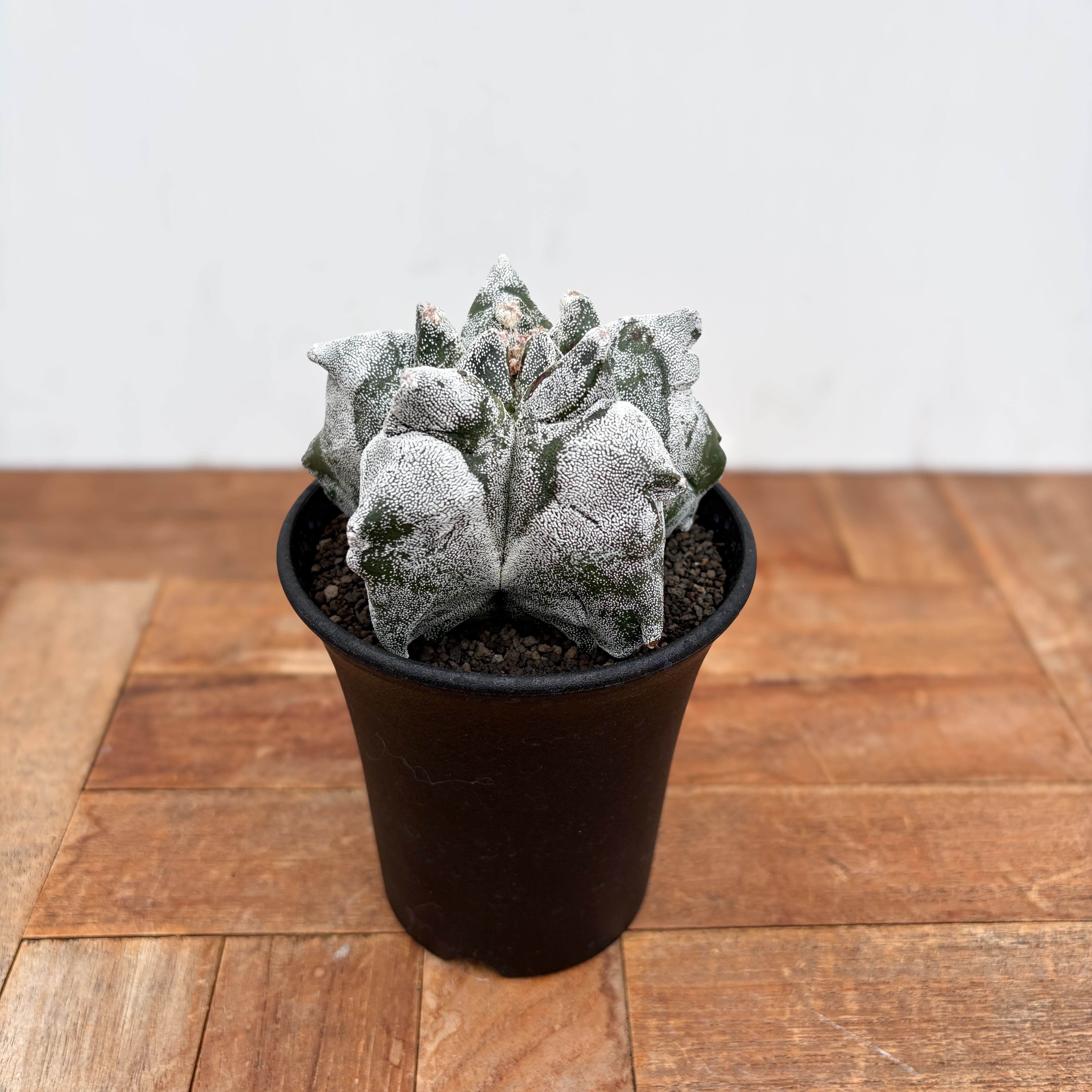Astrophytum myriostigma【アストロフィツム・亀甲ランポー】 | RIMO'S