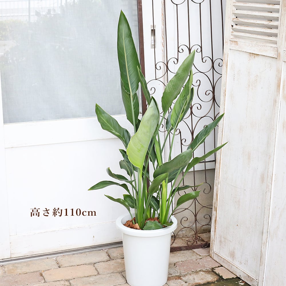現品販売 観葉植物 ストレリチア レギネ 8号 H110cm 育てやすい 室内