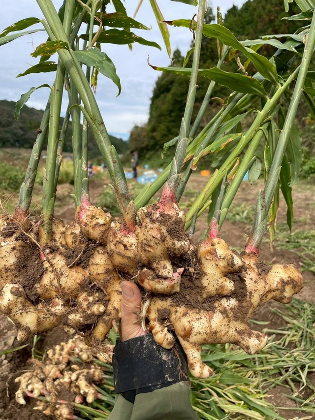 今年も私たちが収穫してきました！ 栽培期間中、農薬不使用新生姜　１キロ【みよしファーム】