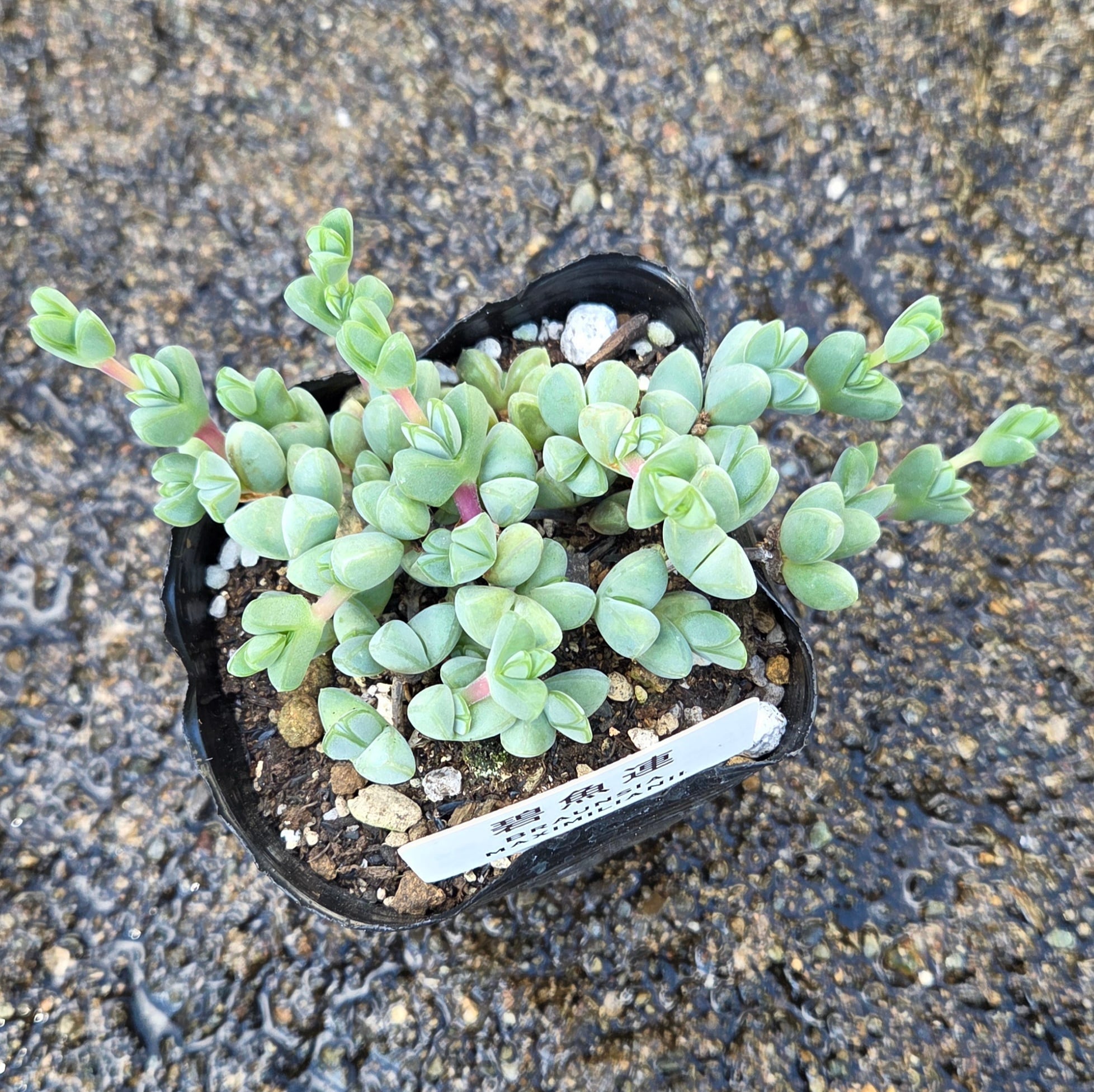 お取り置き専用　多肉植物　❁︎シュビル錦　未発根 ギフト－GIFT | 多肉Garden＊Grow