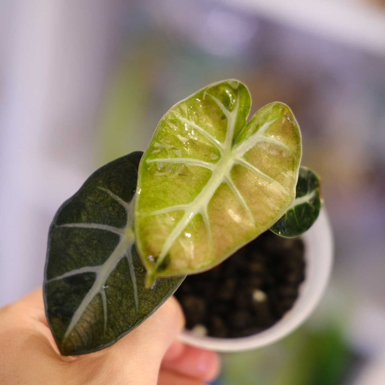 ALOCASIA HEART BALLON PINK VARIGATED│アロカシア ハートバルーン ピンク斑入④│観葉植物