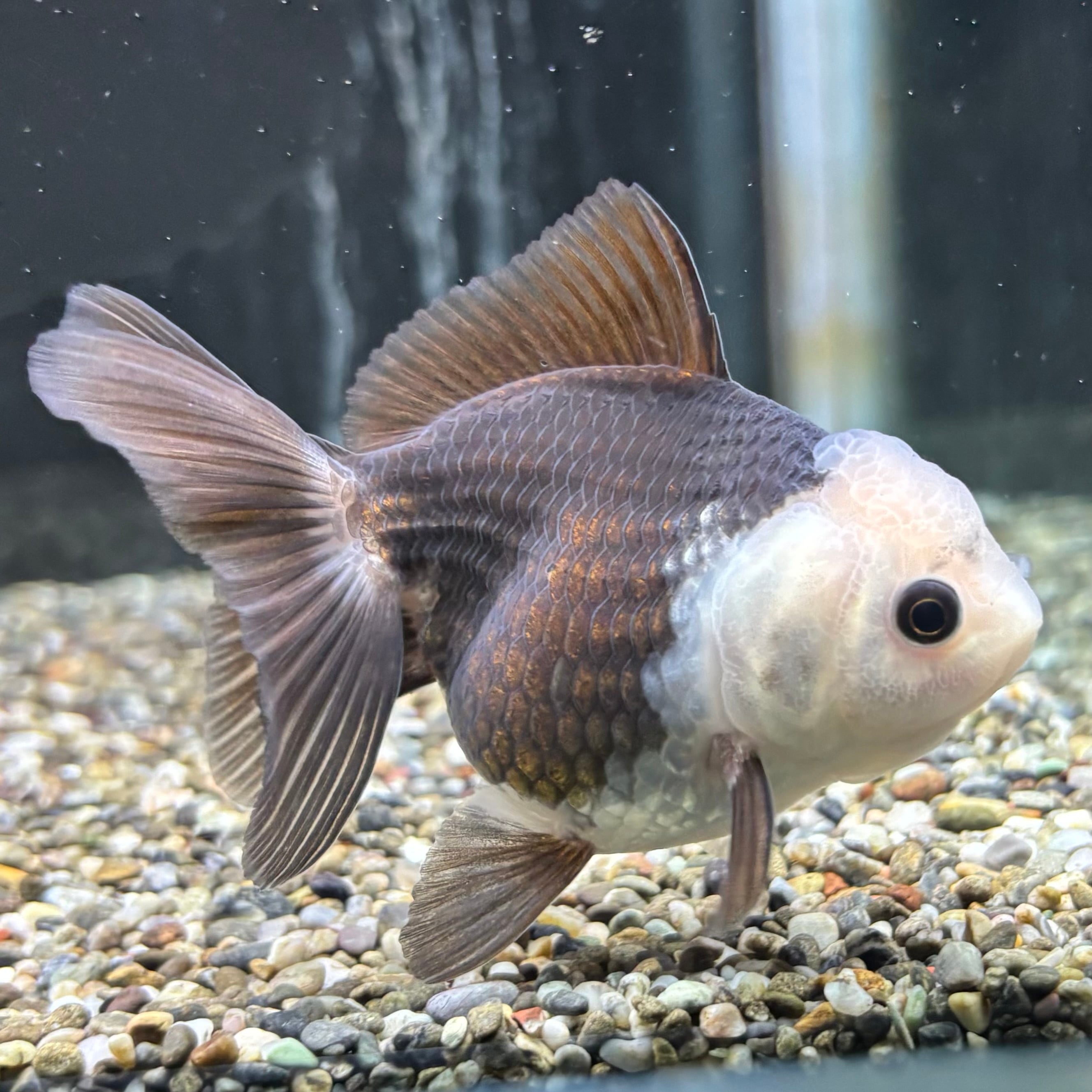 オランダ | 金魚・熱帯魚専門店 AquaPro.H