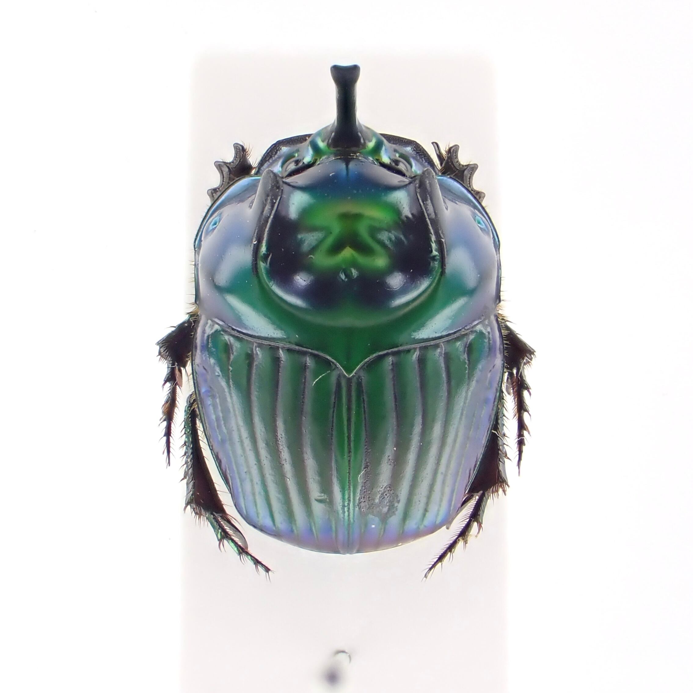 ブラジル産 Oxysternon palemo ♂ 15mm | 昆虫標本 Diggers & Rollers