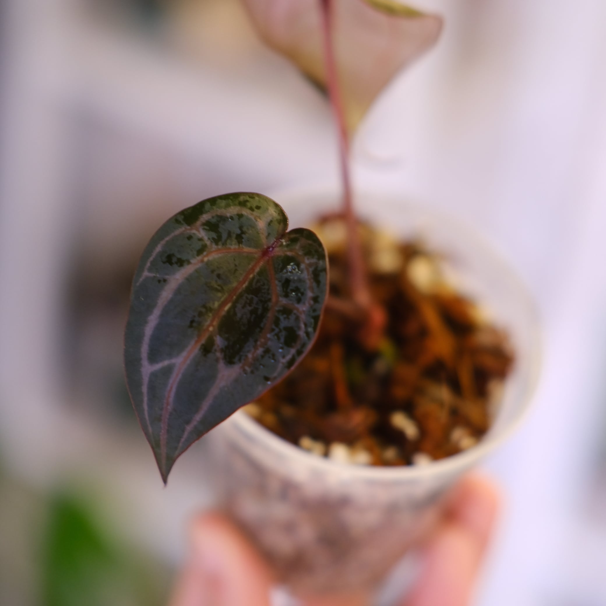 A. SKG Pink Lemonade × A.Zara Michelle Anthurium. SKG Pink Lemonade × A.Zara Michelle⑨│アンスリウム