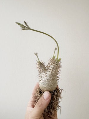 【極上の実生苗】Pachypodium makayense × VALIEM GHOST【まん丸作り込みの極上苗】 パキポディウム マカイエンセ