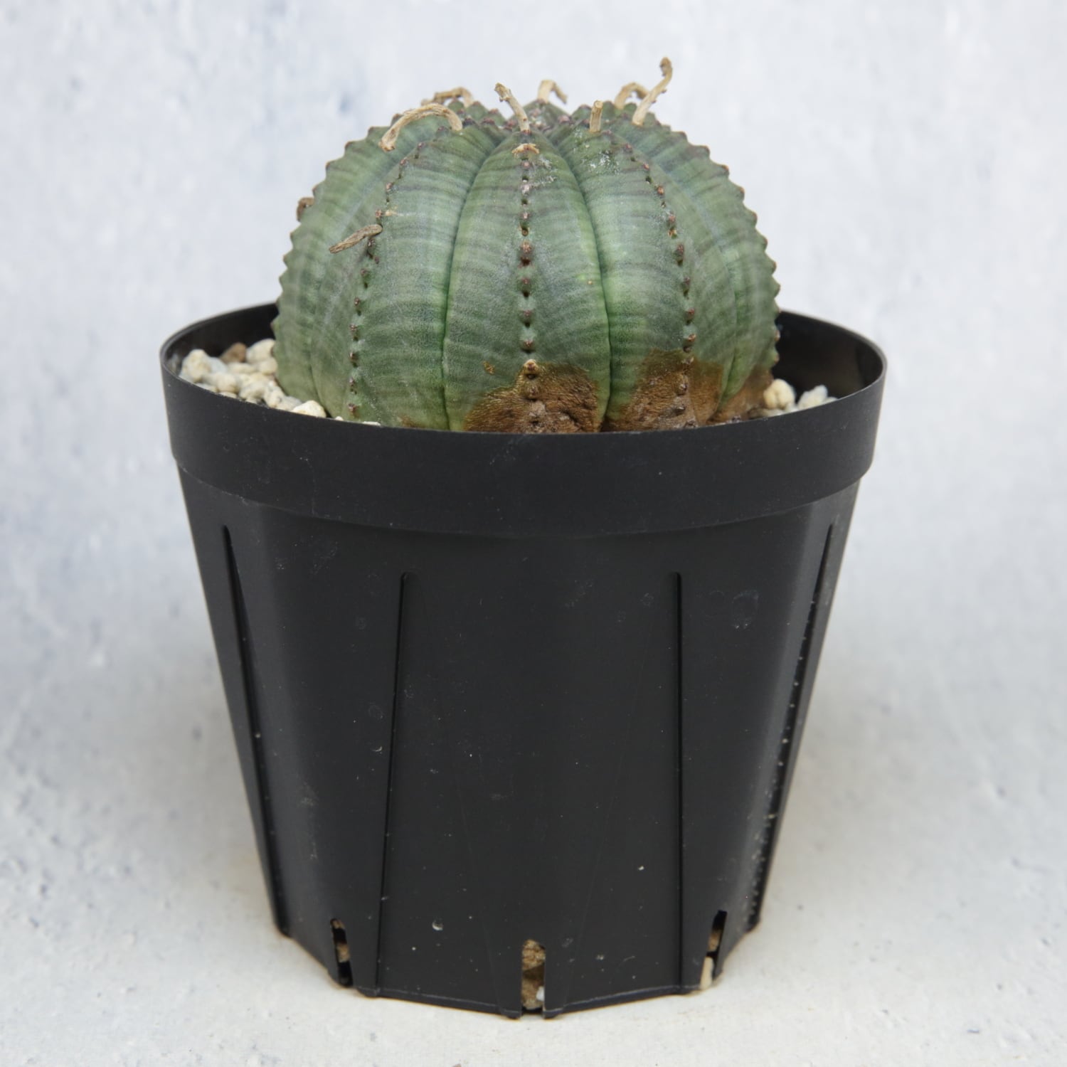 メス株 まん丸 扁平 オベサ / ユーフォルビア | LIGHTHOUSE.PLANTS