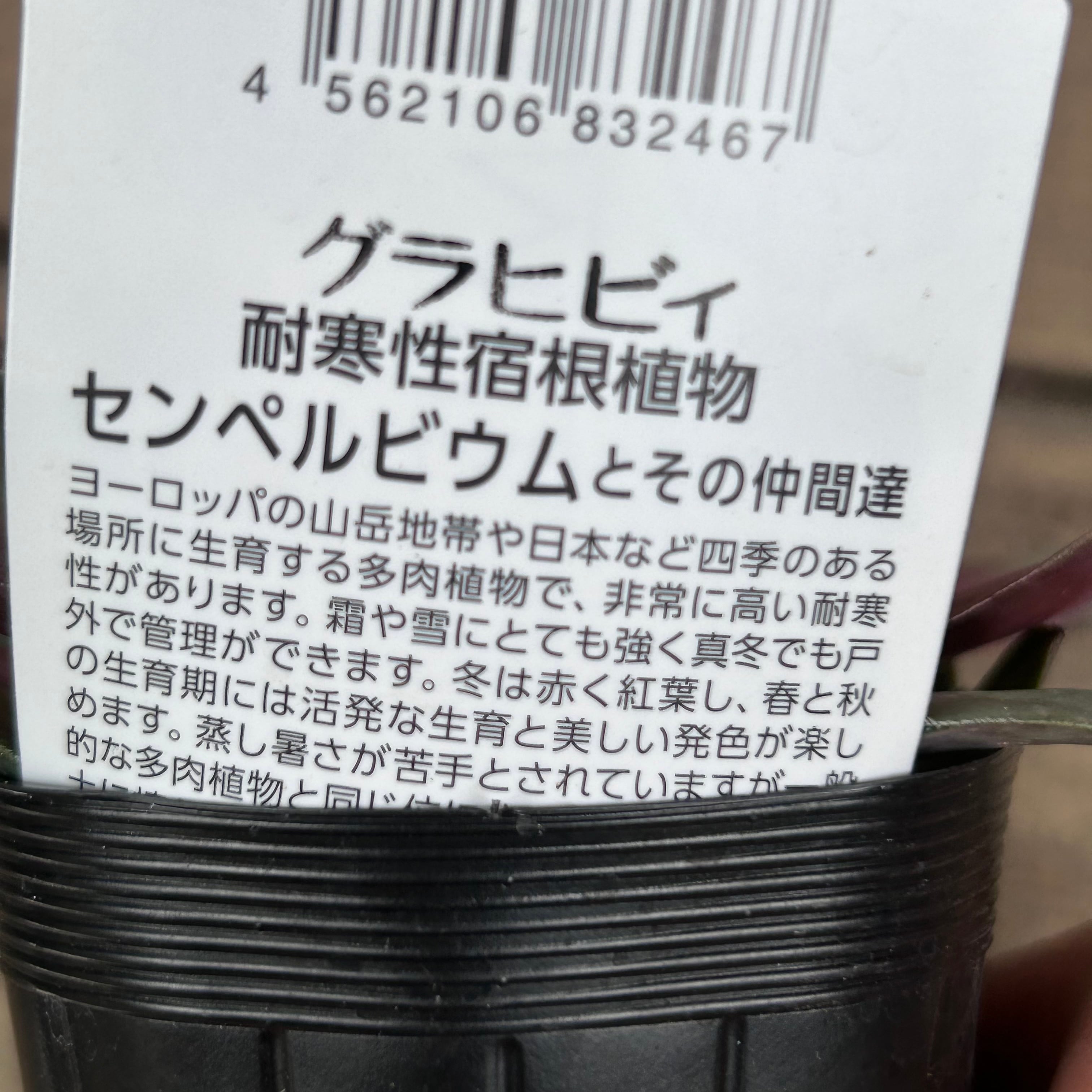 グラヒビィセンペルビューム | RuPo 多肉植物専門店