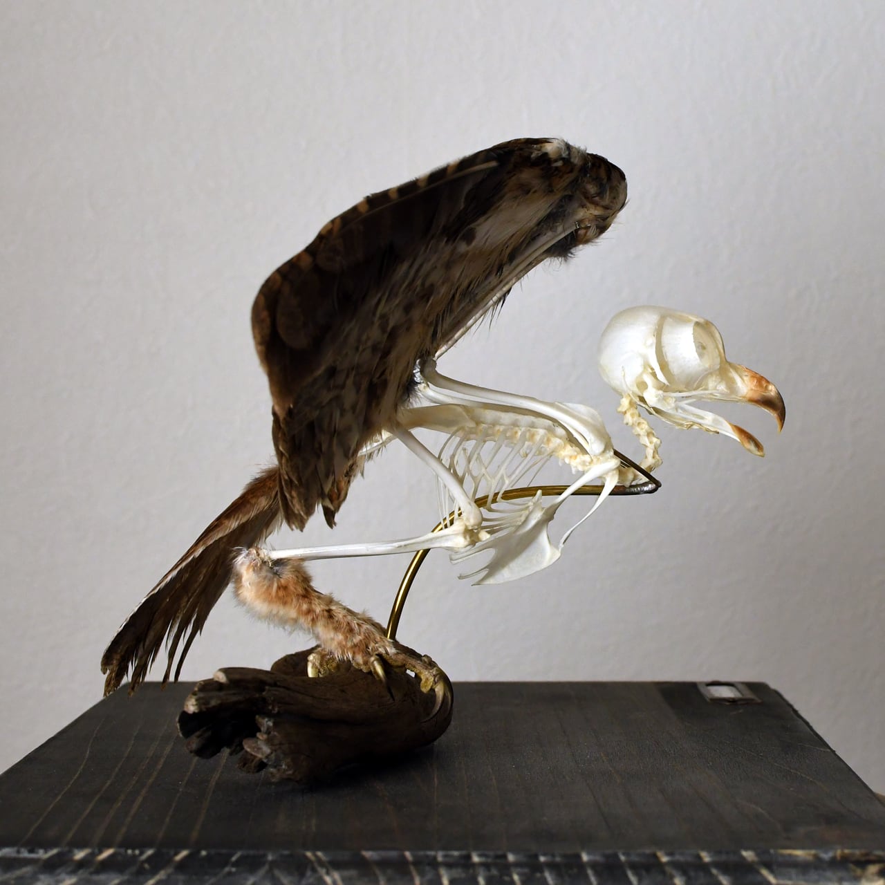 オオコノハズクの羽付き全身骨格標本 | ほねとはね ONLINE SHOP