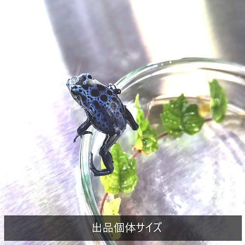 コバルトヤドクガエル　Dendrobates azureus