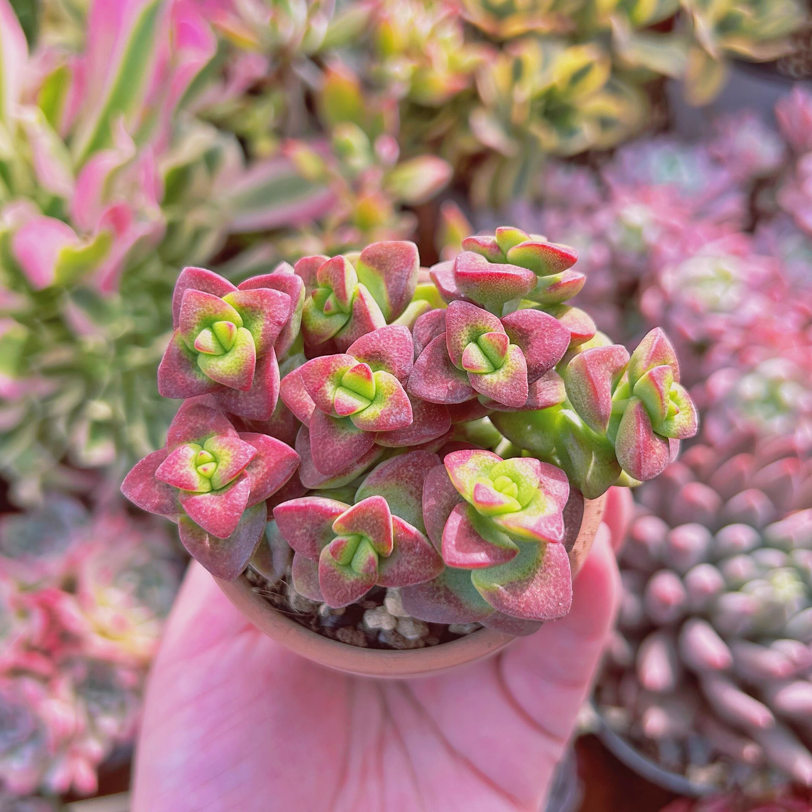 多肉植物　ラブリーハート　6頭以上