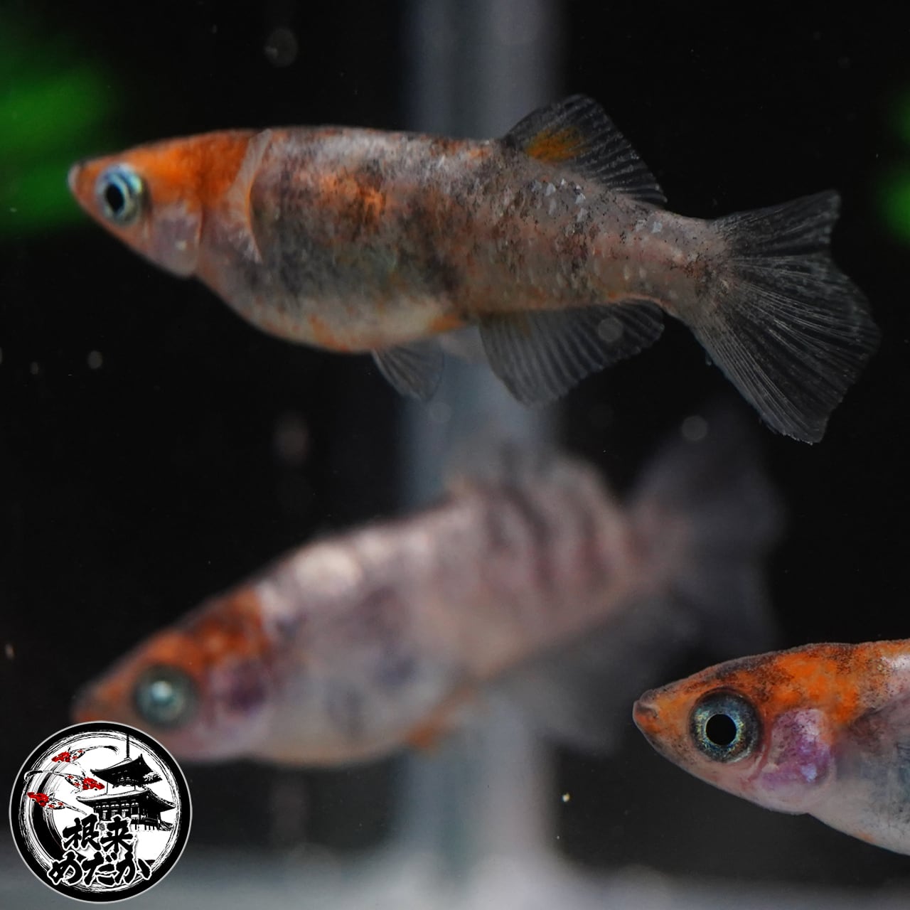 （あと1人限定予約可）夢中メダカの直仔の子王妃の針子卒業稚魚10匹5000円 Amazon | コメット【孵化したばかりの稚魚（針子）用フード】針子
