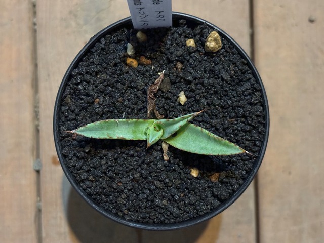 アガベ アリゾニカ 親株 （アガベ アリゾニカ 良株 太葉 短葉 Agave  